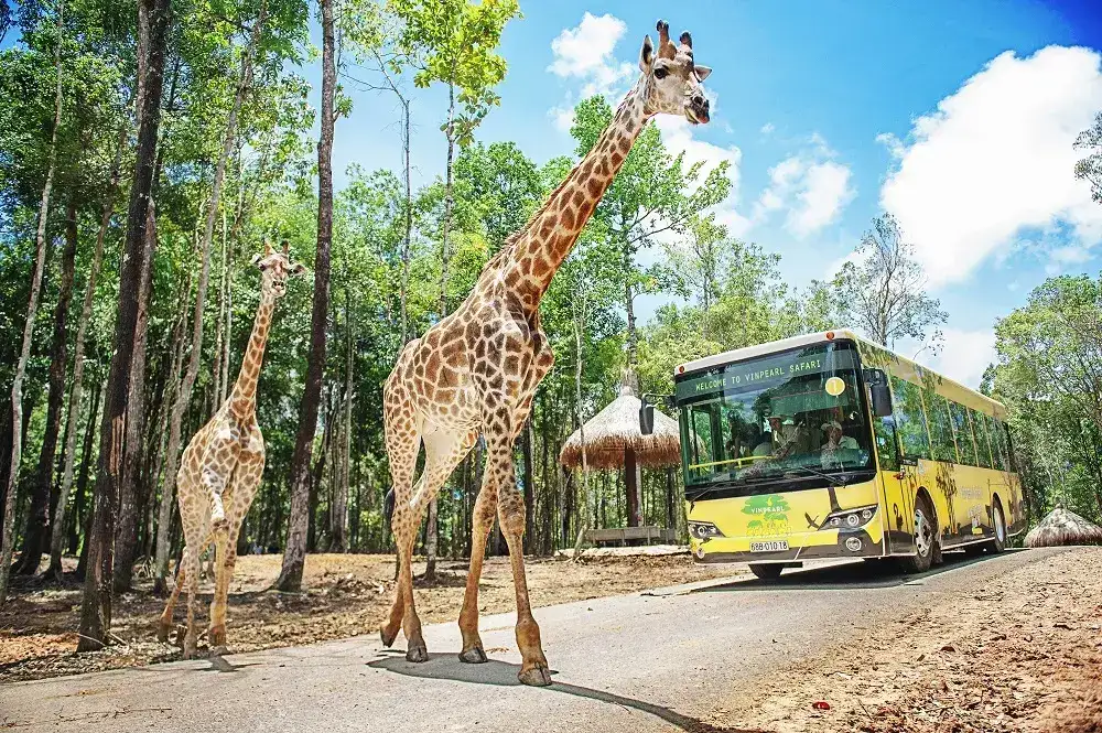 Vinpearl Safari - tiện ích Vinhomes Green Paradise Cần Giờ